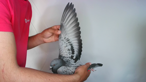 Pigeon image