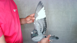 Pigeon image