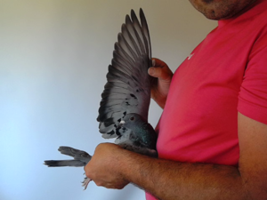 Pigeon image