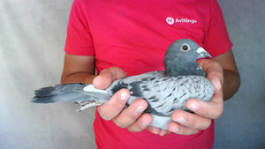 Pigeon image