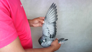 Pigeon image