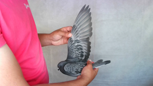 Pigeon image