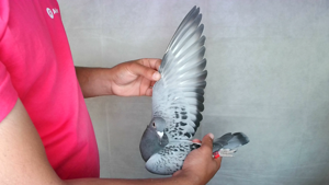Pigeon image