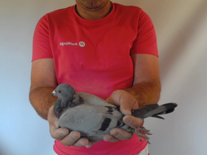 Pigeon image