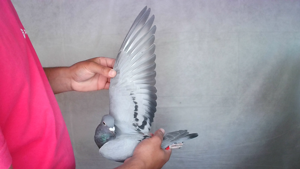 Pigeon image