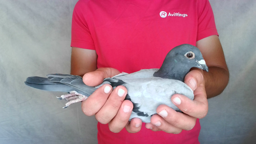 Pigeon image