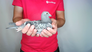 Pigeon image