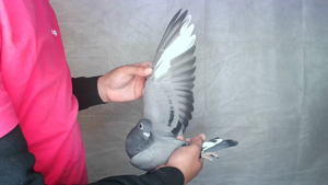 Pigeon image