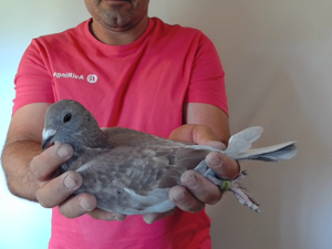 Pigeon image