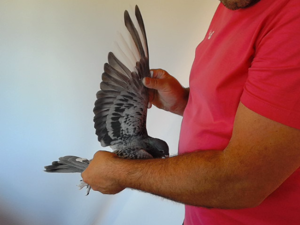 Pigeon image