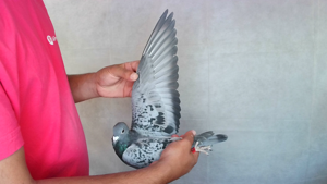 Pigeon image