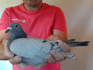 Pigeon image