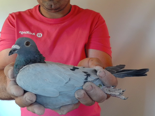 Pigeon image