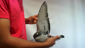 Pigeon image