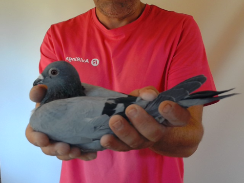 Pigeon image