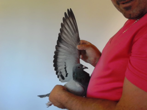 Pigeon image