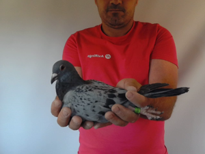 Pigeon image