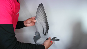 Pigeon image