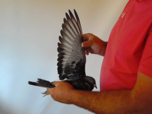 Pigeon image