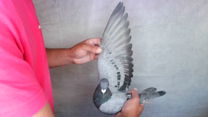 Pigeon image