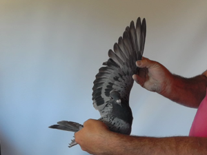 Pigeon image