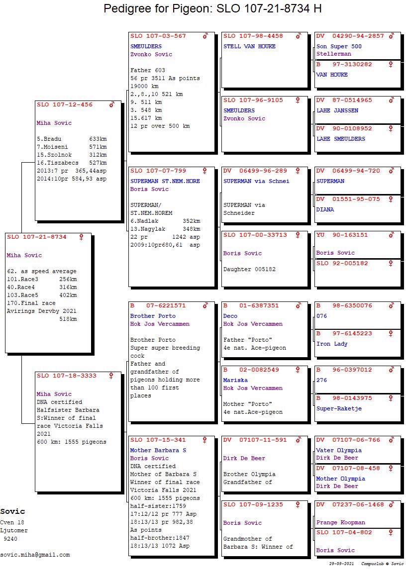 Pigeon pedigree image