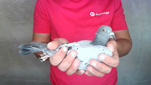 Pigeon image