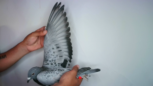 Pigeon image