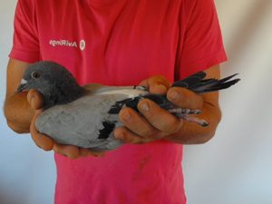 Pigeon image