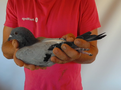 Pigeon image