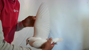 Pigeon image