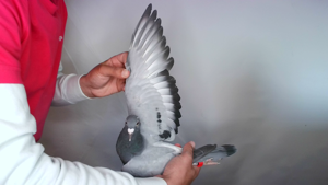 Pigeon image