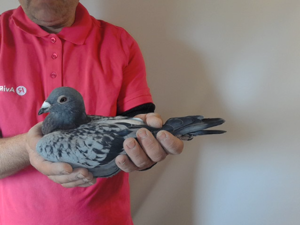 Pigeon image