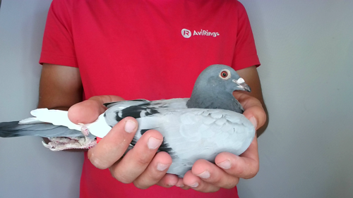Pigeon image