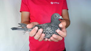 Pigeon image