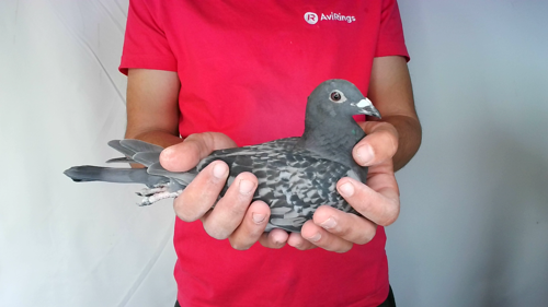 Pigeon image
