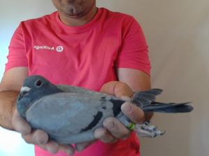 Pigeon image