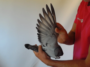 Pigeon image