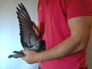 Pigeon image