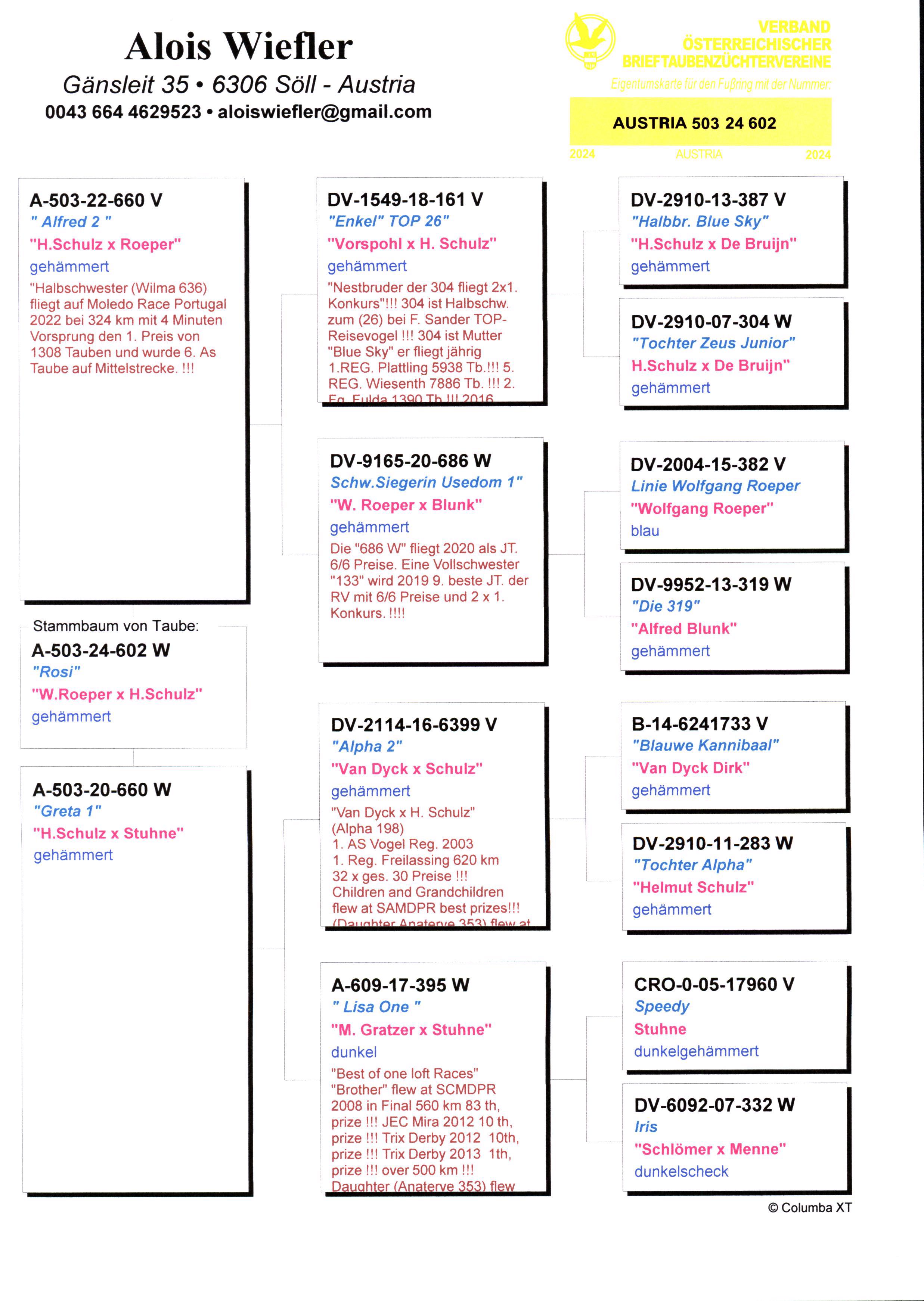 Pigeon pedigree image