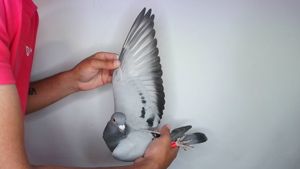 Pigeon image