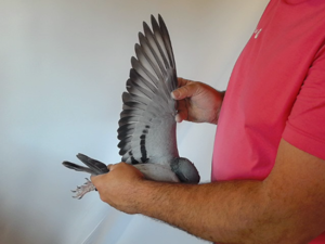 Pigeon image