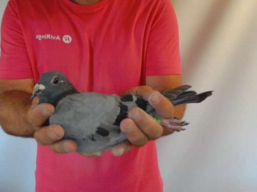 Pigeon image