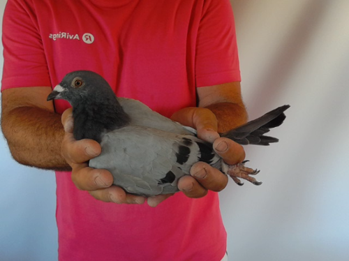 Pigeon image