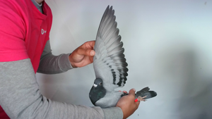 Pigeon image