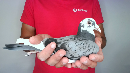 Pigeon image