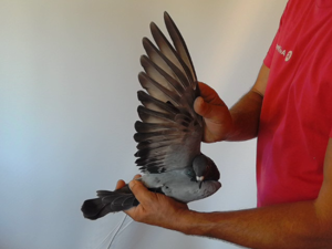 Pigeon image