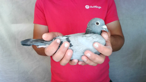 Pigeon image