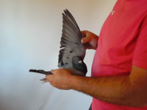 Pigeon image