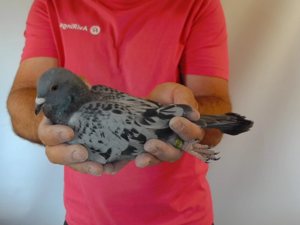 Pigeon image